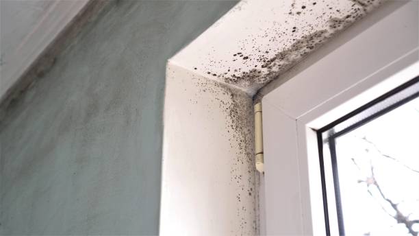 Best Mold Cleaning Services  in Velva, ND