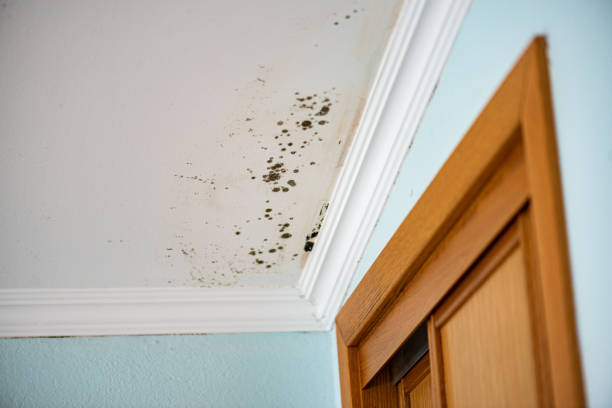 Best Mold Remediation  in Velva, ND