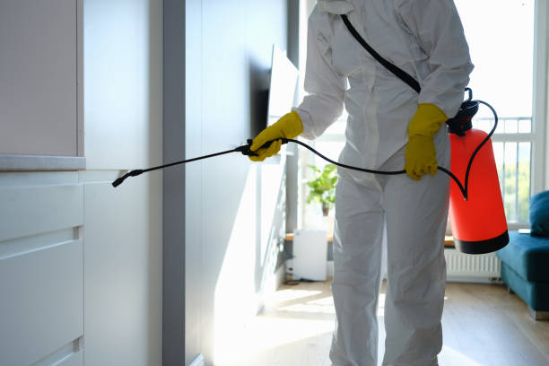 Attic Mold Removal in Velva, ND