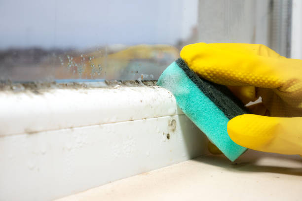 Crawl Space Mold Removal in Velva, ND