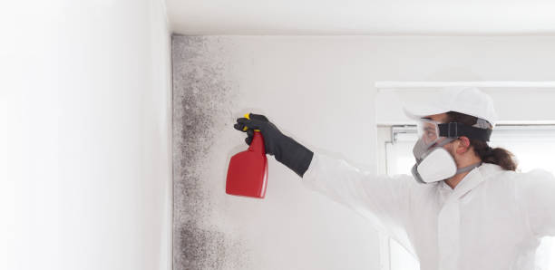 Best Emergency Mold Removal  in Velva, ND