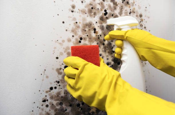 Best Mold Testing  in Velva, ND