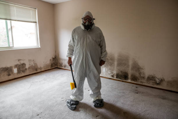 Best Black Mold Removal  in Velva, ND