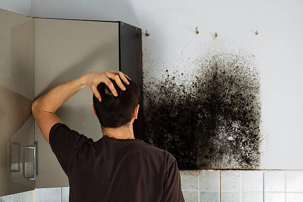 Best Home Mold Removal  in Velva, ND