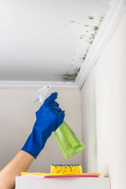 Best Toxic Mold Removal  in Velva, ND
