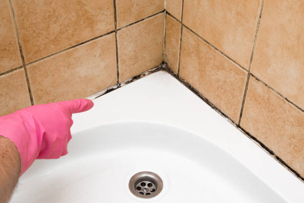Best Commercial Mold Removal  in Velva, ND